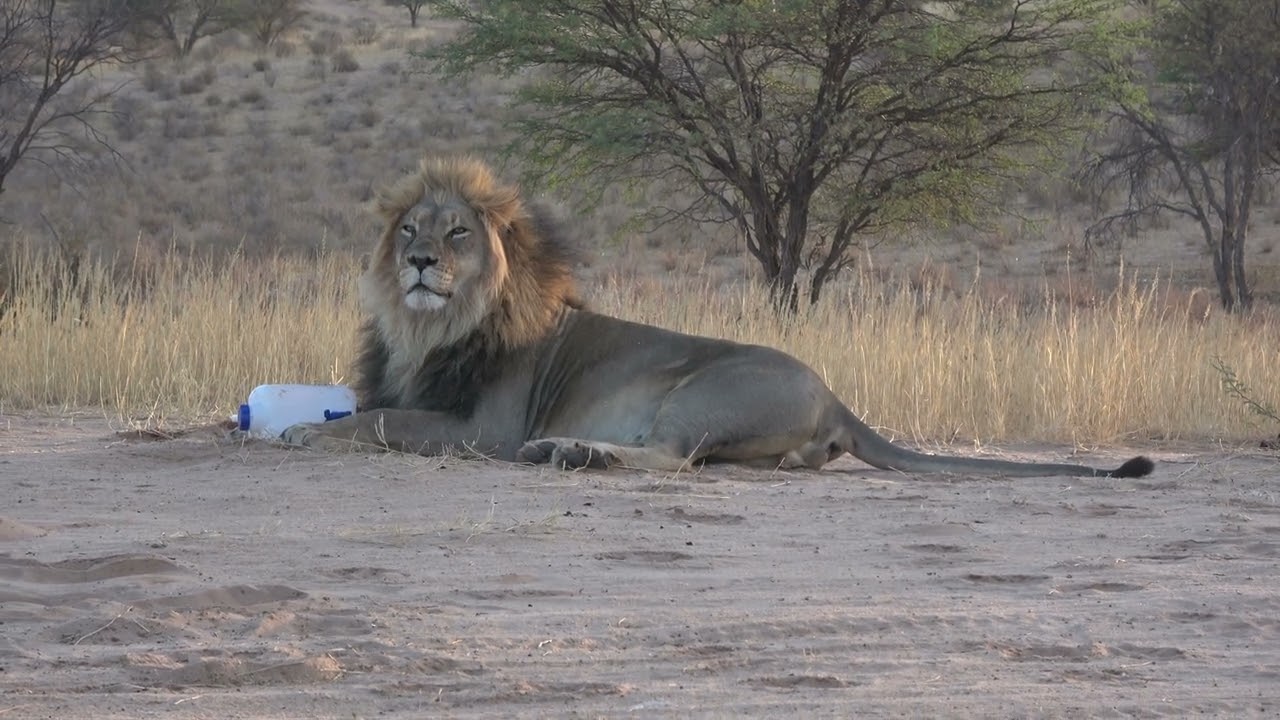 Kgalagadi transfrontier park South Africa