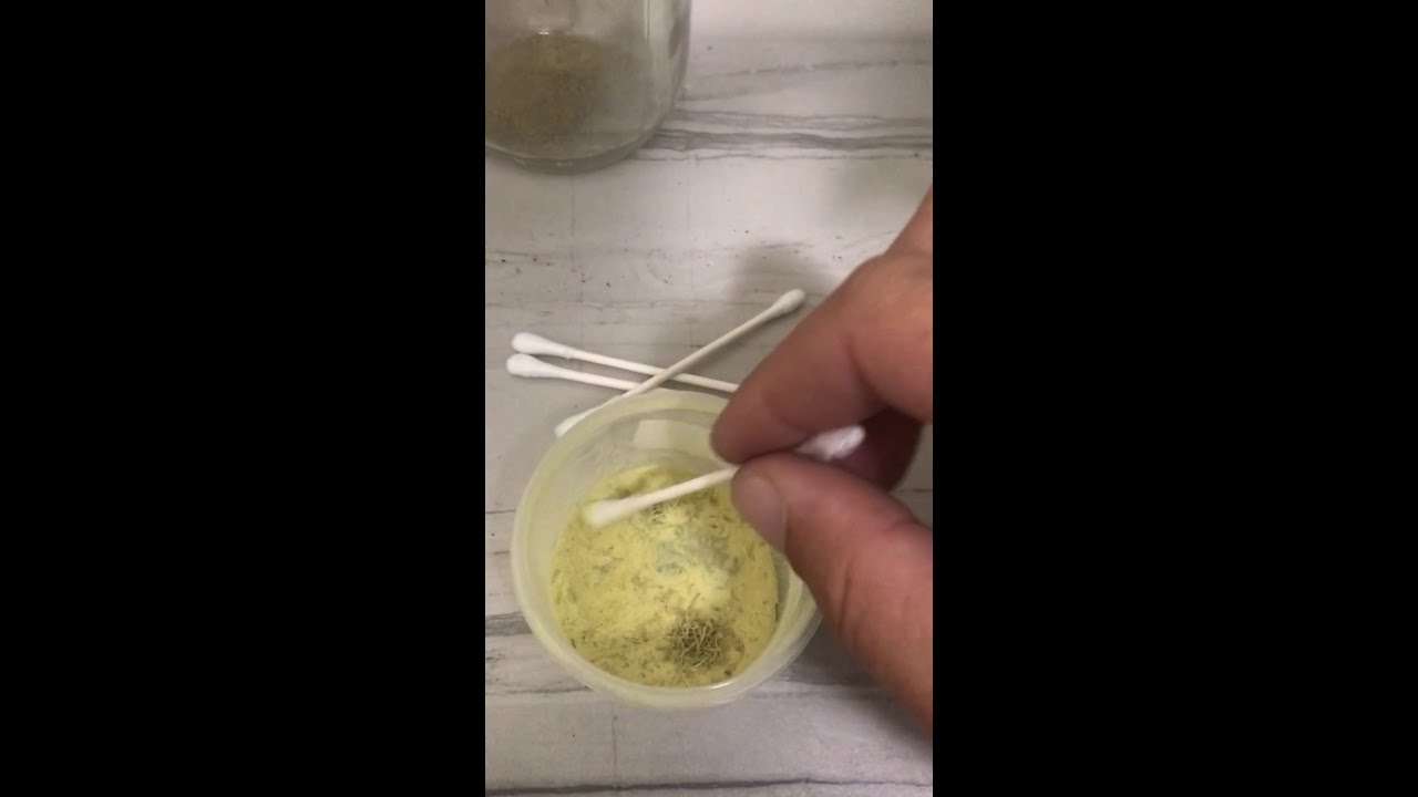 Purple Kush pollination