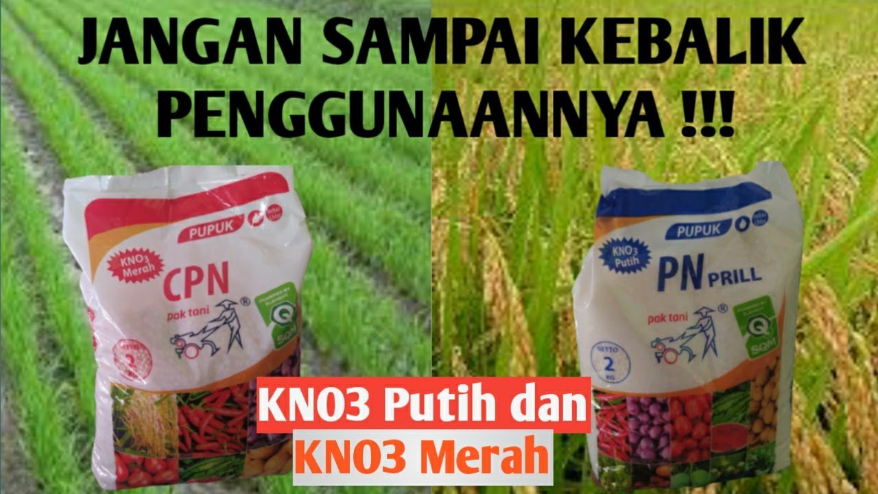 Jangan Kebalik Aplikasinya‼️KNO3 MERAH DAN KNO3 PUTIH