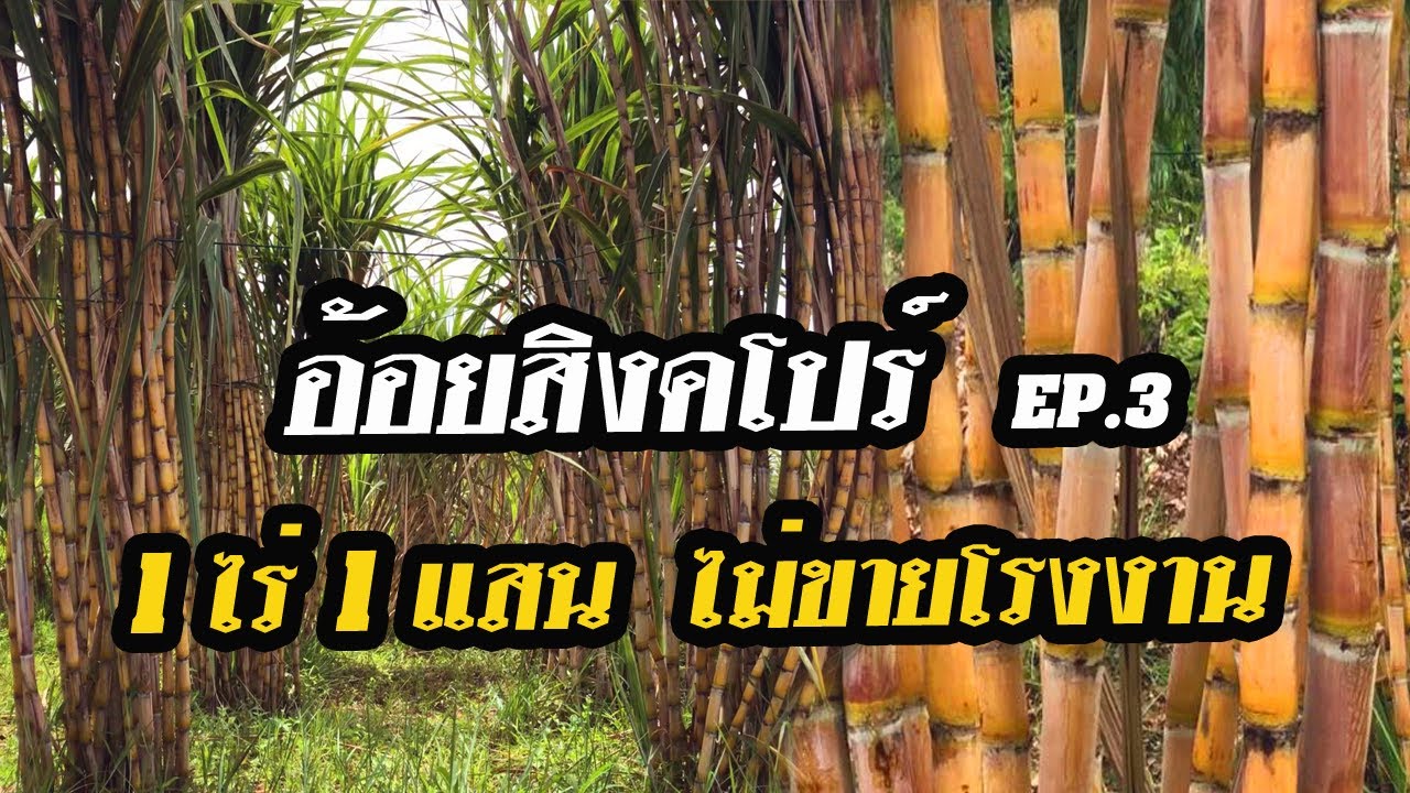 อ้อยสิงคโปร์ 1ไร่1แสน ตัดอ้อยขายเอง ไม่ขายโรงงานน้ำตาล ปลูกอ้อยคั้นน้ำ EP.3 โทรพ่อเป่ 0910371299