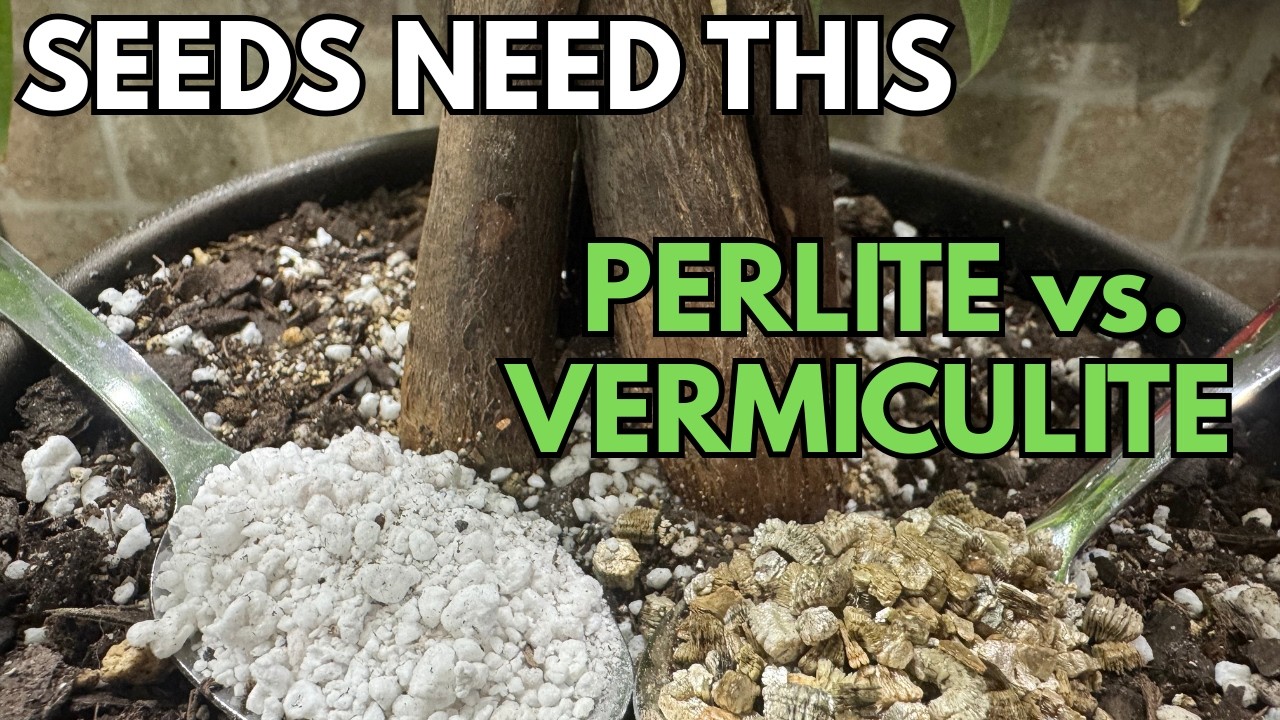 Perlite vs  Vermiculite