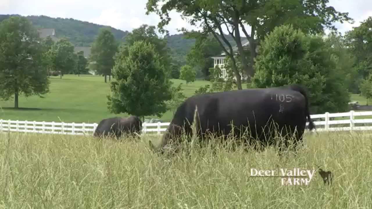 Deer Valley Farm: Quality Angus cattle