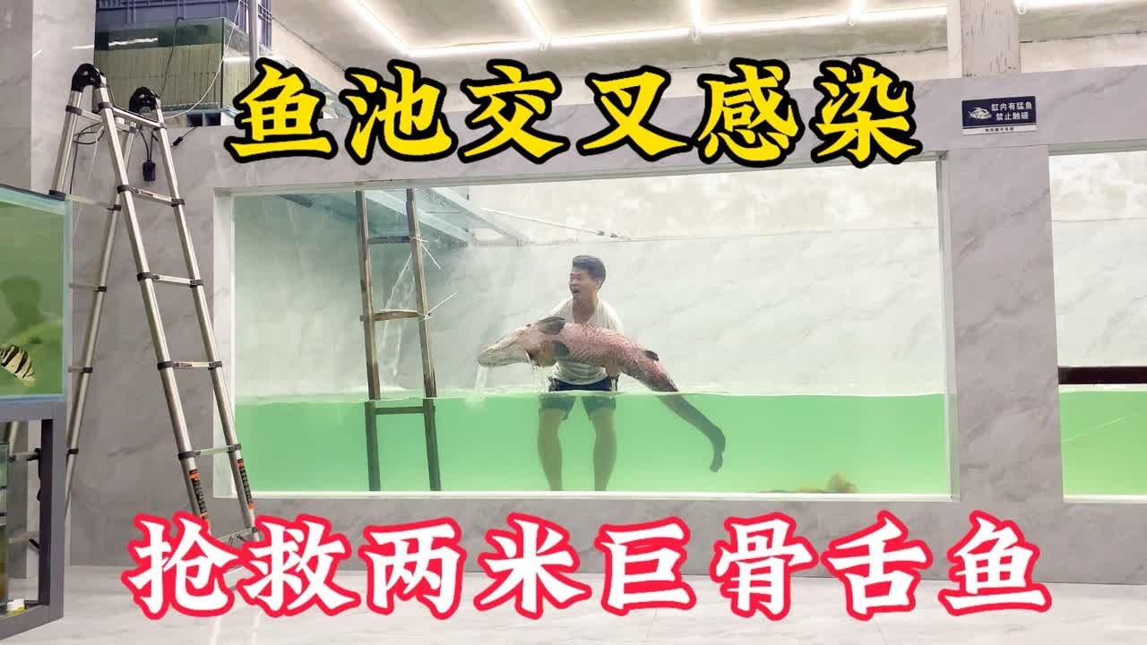 十米鱼池交叉感染，损失太大了