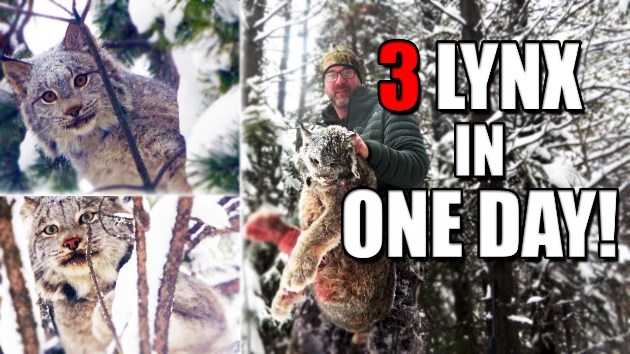 Tracking 3 LYNX in One Day with HOUNDS!