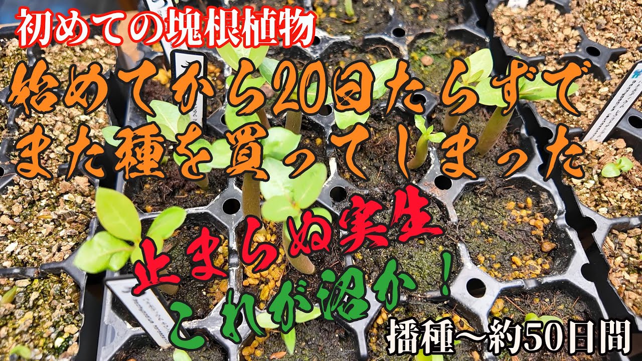 【塊根植物】また種を買ってしまった 播種～約50日　#003
