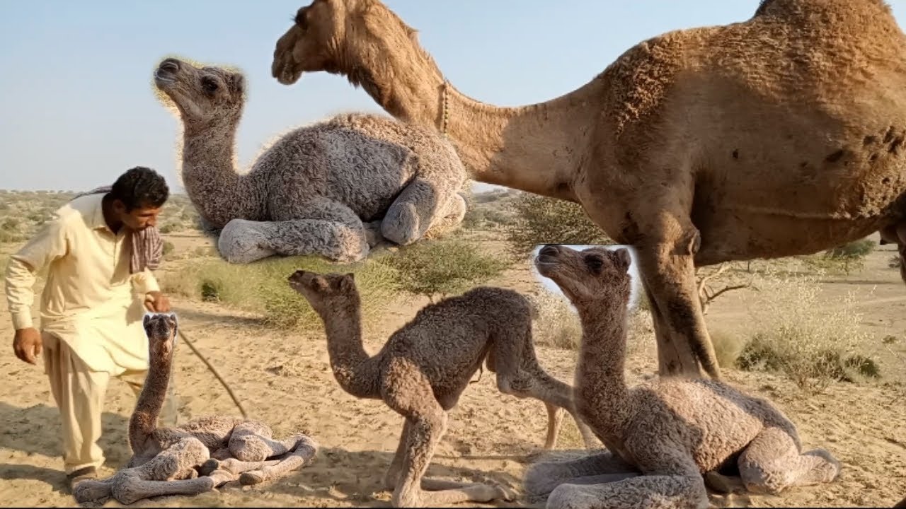 Cute Camel Baby At Desert Area || Cute Camel Baby At Desert Area 🐪🐪