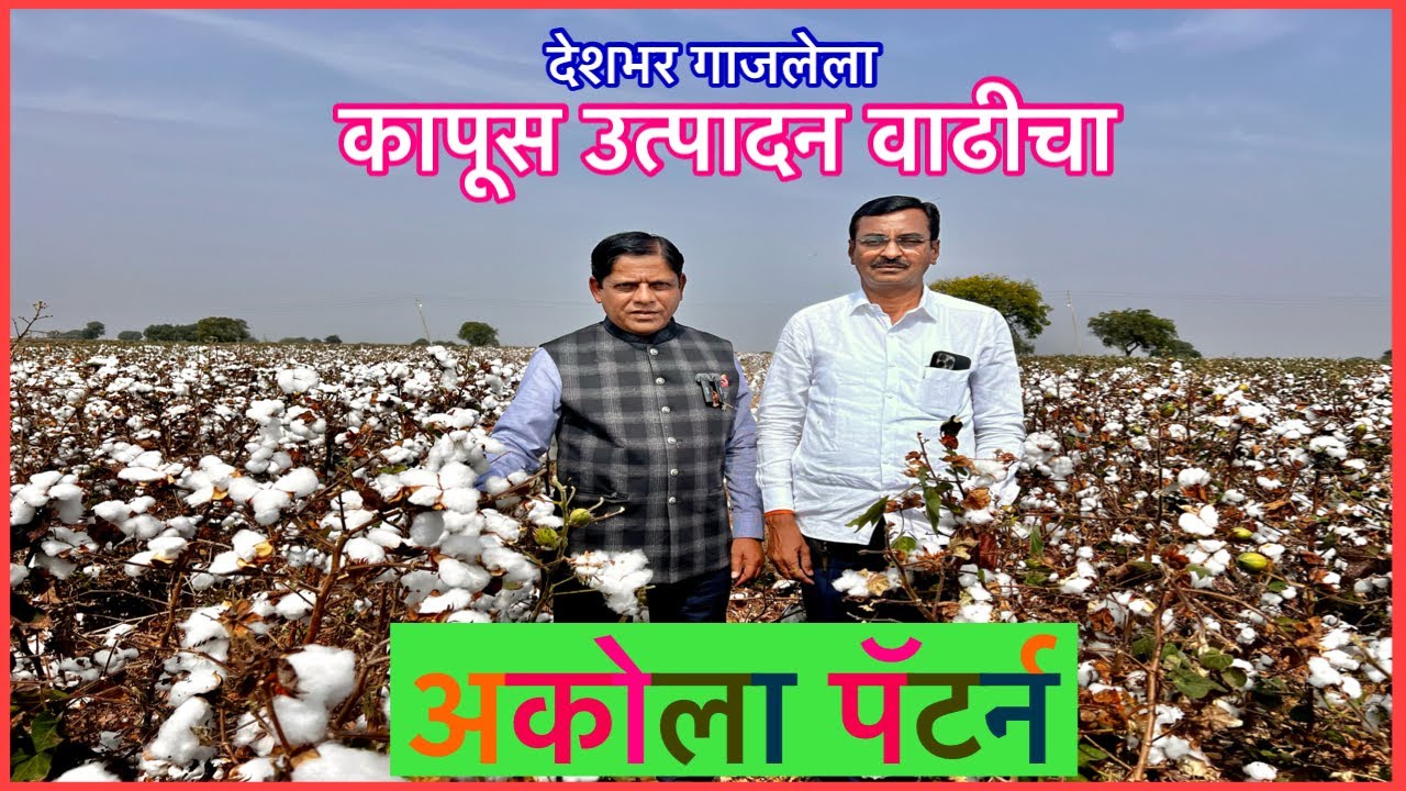 अकोला पॅटर्नने कापसाचे उत्पादन वाढणारच ।HDPS 
