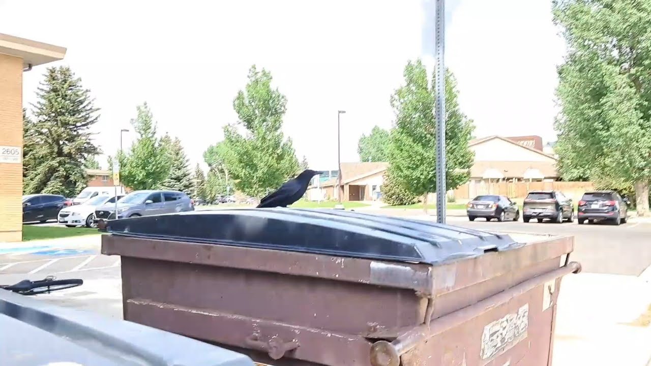 Diving at the dumpster when someone gets divorced!! School and university apartment dumpsters. 