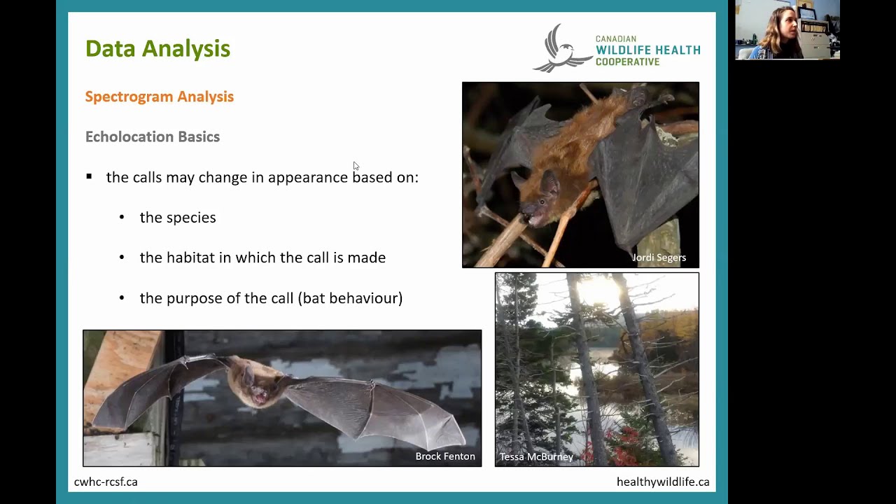 Echolocation Basics