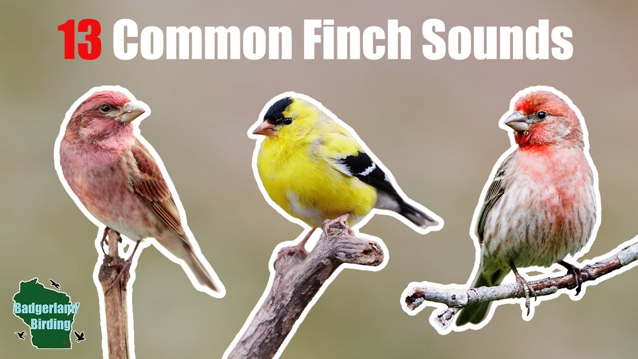 Learn 13 Common Finch Songs and Calls!