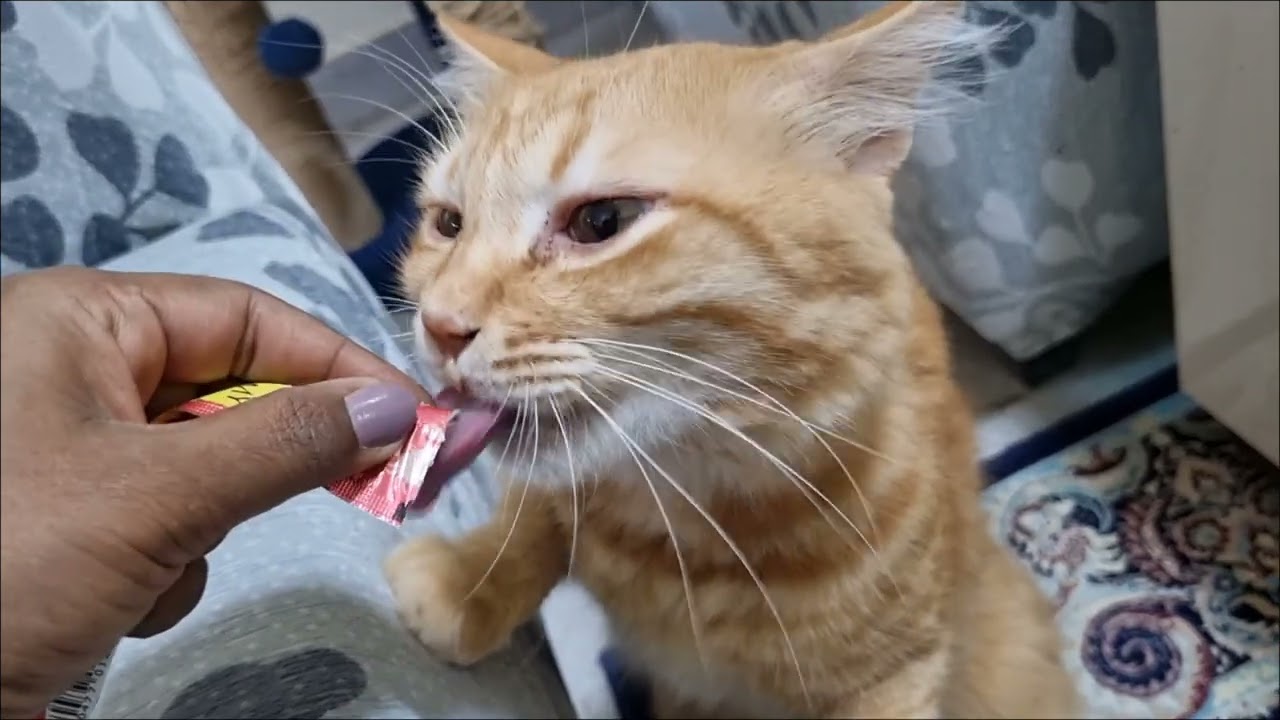 Adorable cats ❤️ #catvideos 