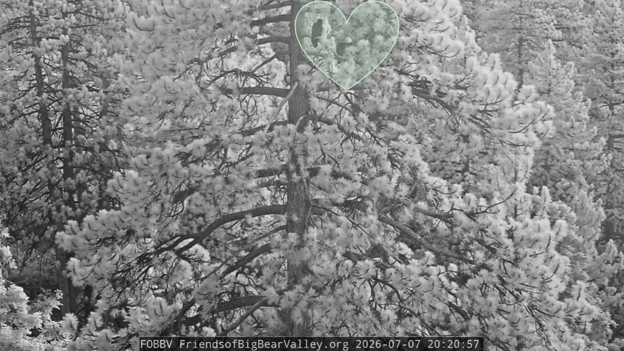 FOBBVCAM Eagles🦅Sandy & Luna Roost Overnight💤 in Mom & Dad's Tree with Jackie🌲2026 Jul 7