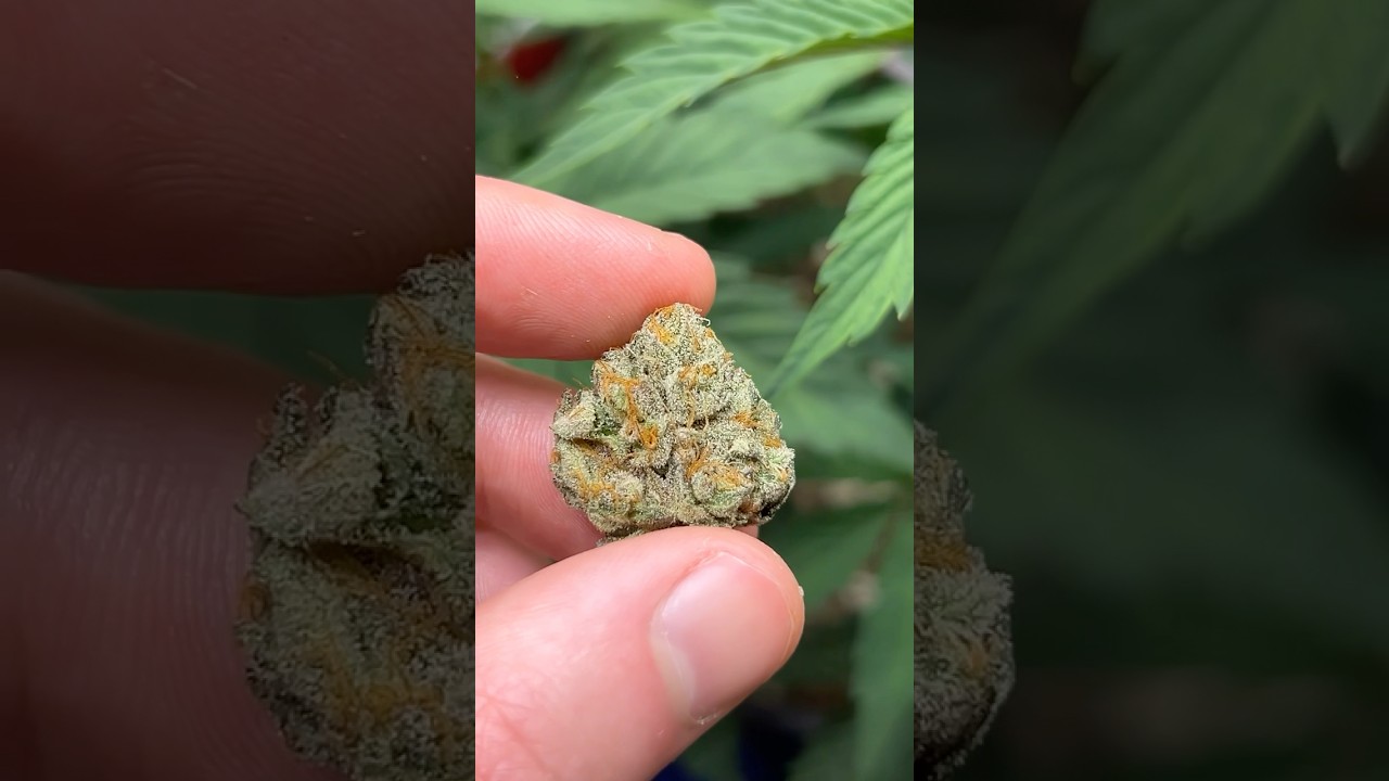 Beautiful Organic Flower