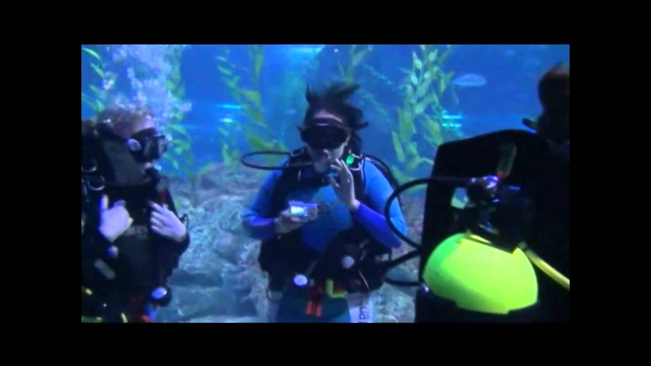Aquarium in Busan South Korea!  Shark diving