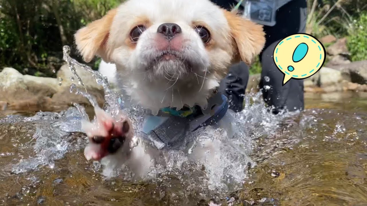 犬かき見てケロ