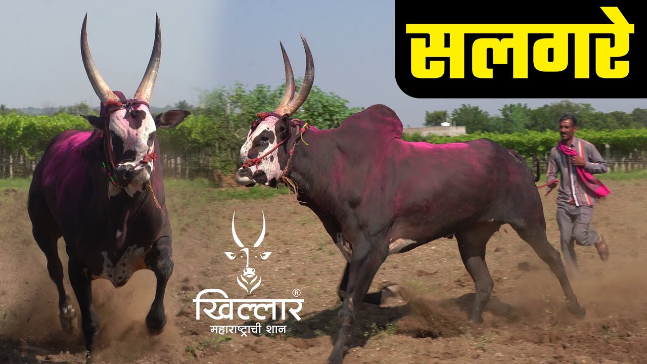 श्रीकांत माळी यांचा सलगरे मधील वळू | Khillar Maharashtrachi Shaan 2022
