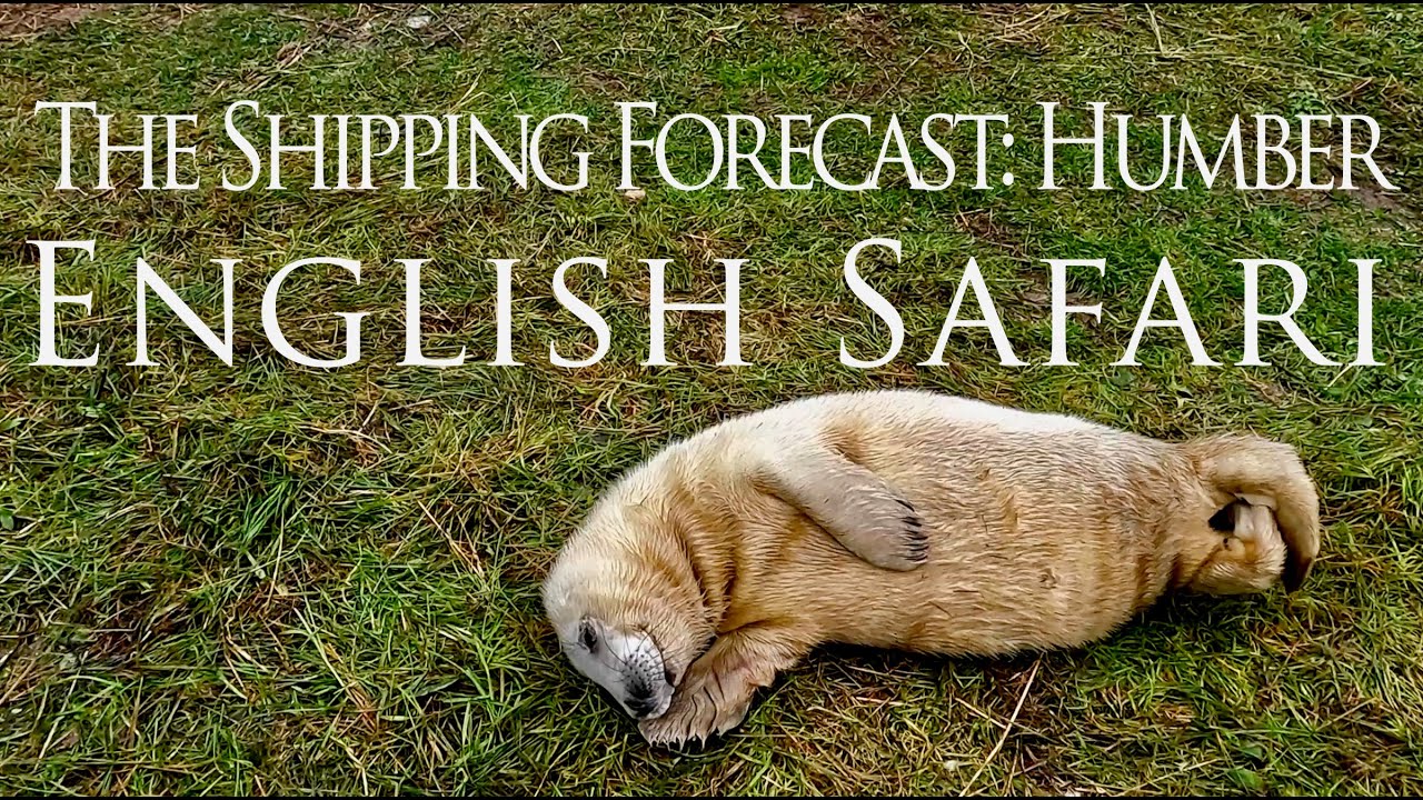 English Safari: Seals at Donna Nook