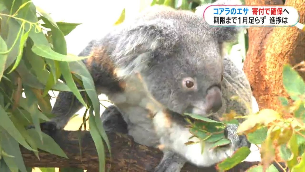 コアラも“推せる