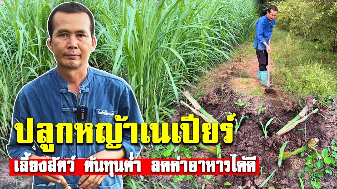 วิธีปลูกหญ้าเนเปียร์ สำหรับเลี้ยงสัตว์ โปรตีนสูง ดูแลง่ายโตเร็ว #หญ้าเนเปีย #หญ้าวัว #ตั๊กแตน