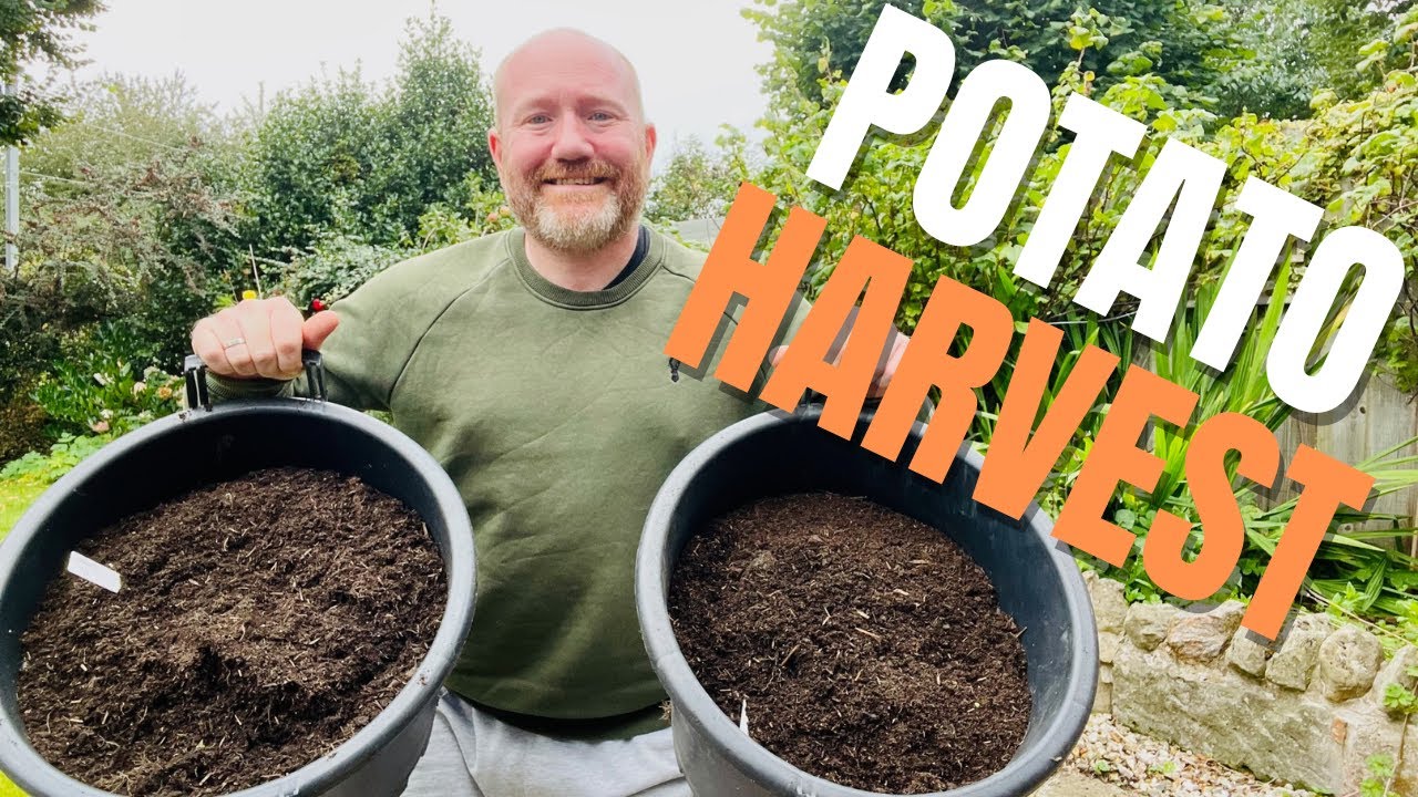 Second Early Potato Reveal | Potatoes In Containers | Charlotte Potatoes