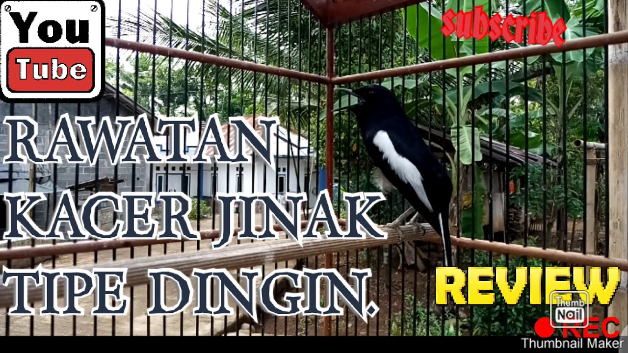 RAWATAN KACER JINAK TIPE DINGIN. #rawatankacerjinaktipedingin