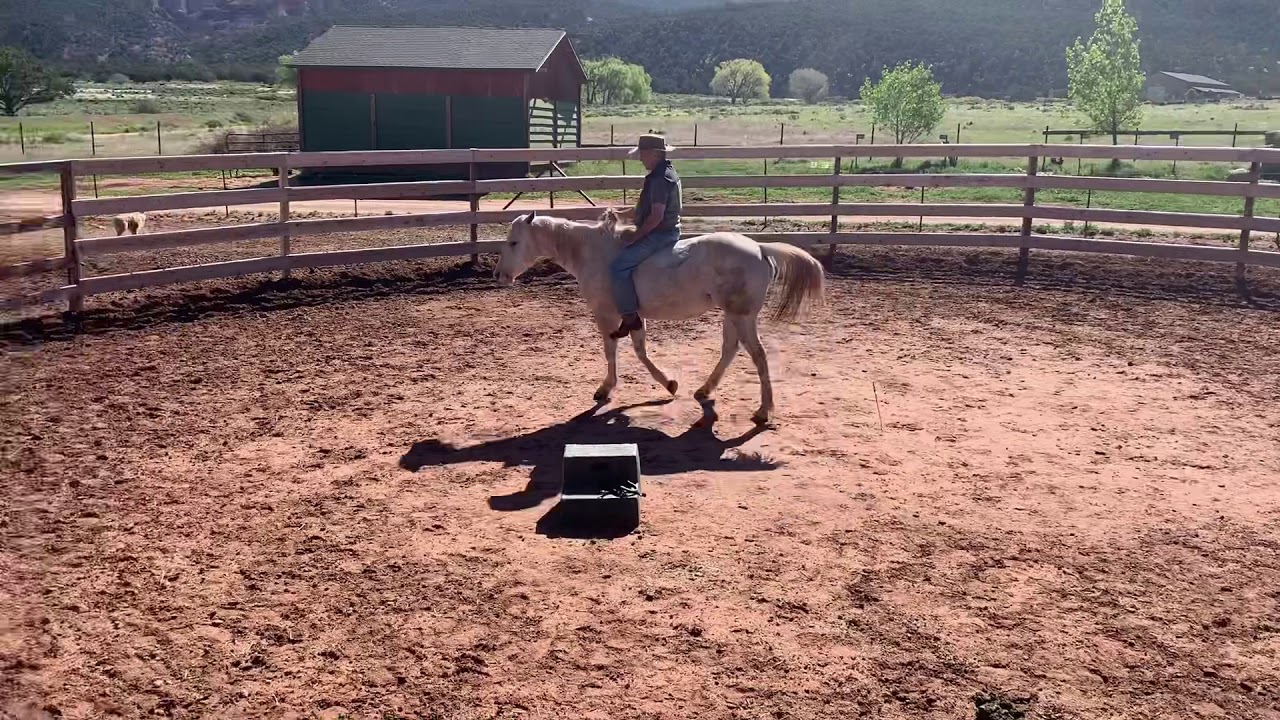 How to Ride a Horse with No Bridle or Saddle- Leg Cues Only