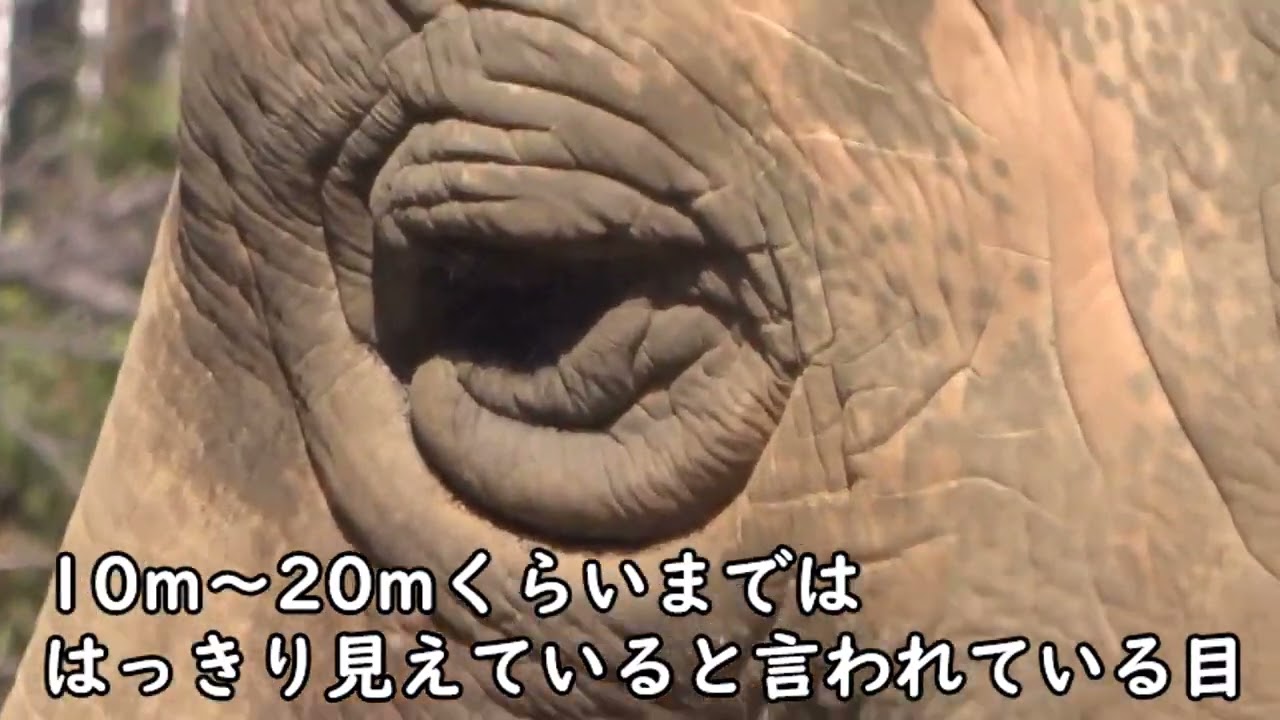 ゾウのお食事【解説ありver.】