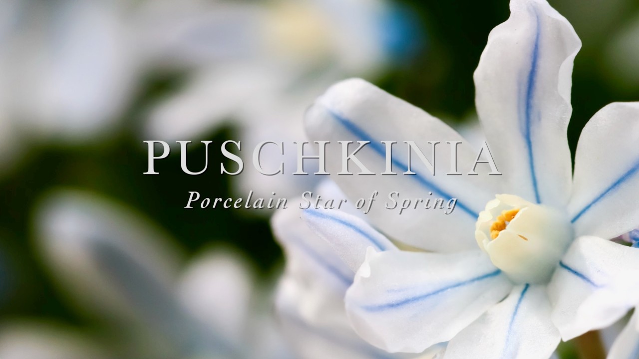 Puschkinia ❄️ Porcelain Star of Spring 💙 Garden Portraits 🌿 #Puschkinia #StripedSquill