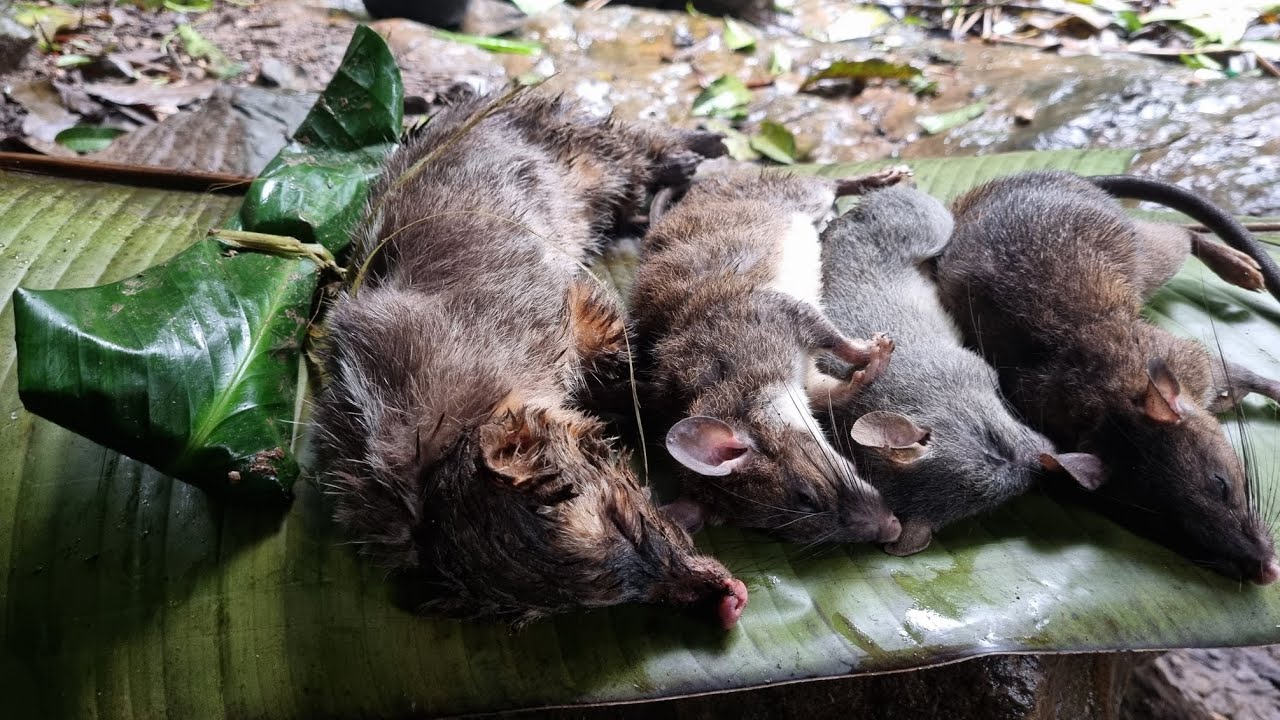 Visiting the traps: an unexpected outcome.