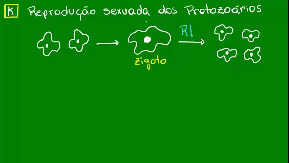 Reprodução sexuada dos Protozoários - Diversidade dos Seres Vivos - Biologia