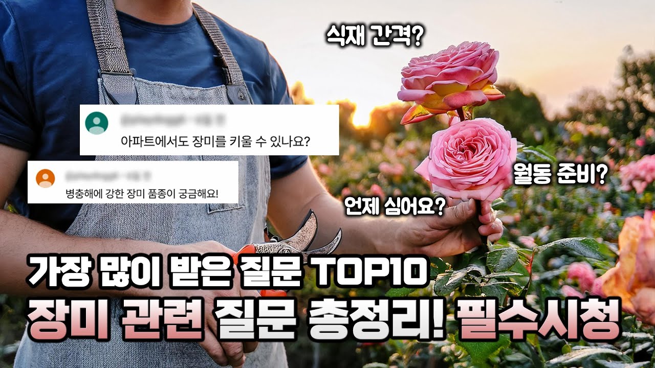 (장미 Q&A) 자주 묻는 질문 BEST 10! 장미 키우기 전 필수 시청 🌹