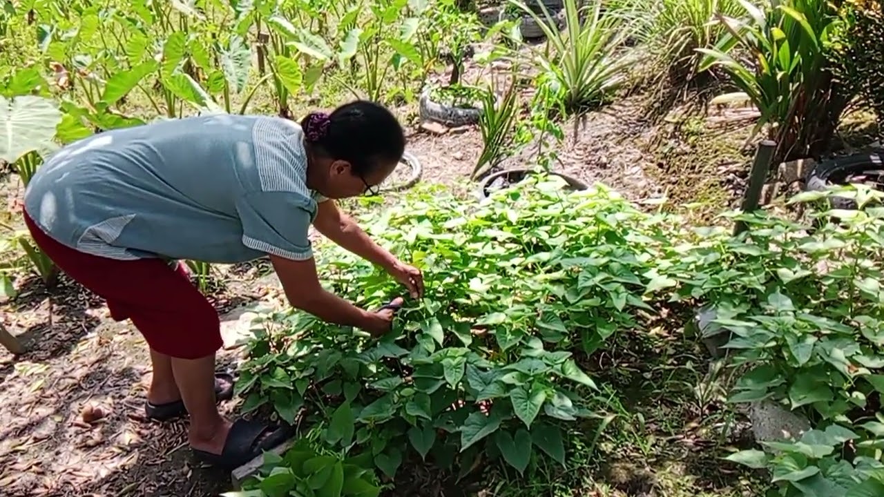 NENEK NATHANIEL NGAMBI SAYUR BA KEBUN DEPAN RUMAH.