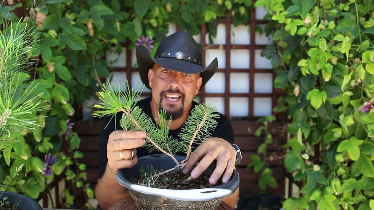 Bonsai Zero Pino Negro 2023