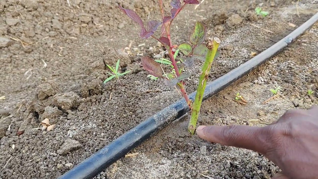 टॉप सिक्रेट गुलाबाची ग्रोथ बद्दल माहिती