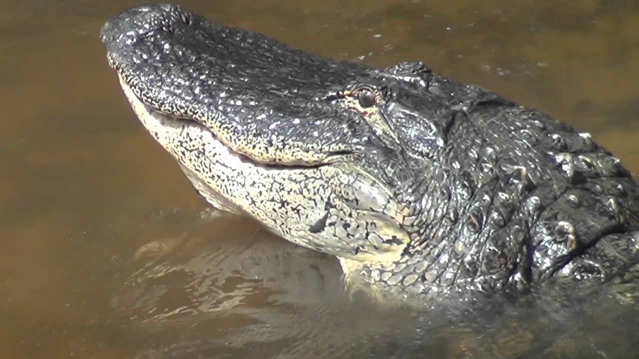 Gator Sighting at Congaree Creek 9/16/15