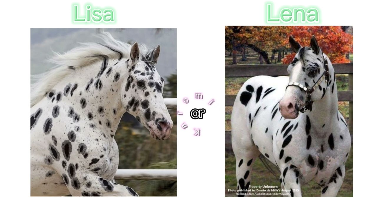LISA OR LENA HORSES