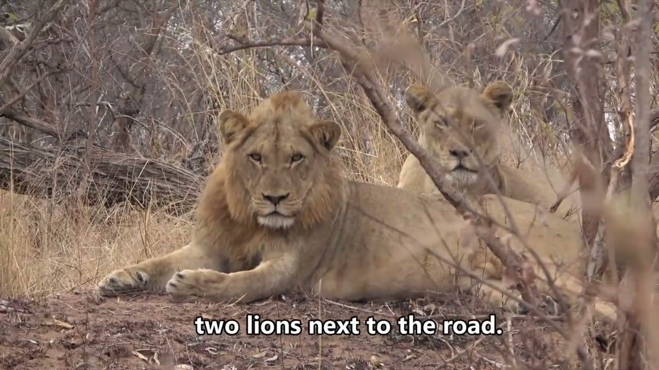 Expedition Kruger Episode One.The first part of our 5 week safari in Kruger National Park 2024.
