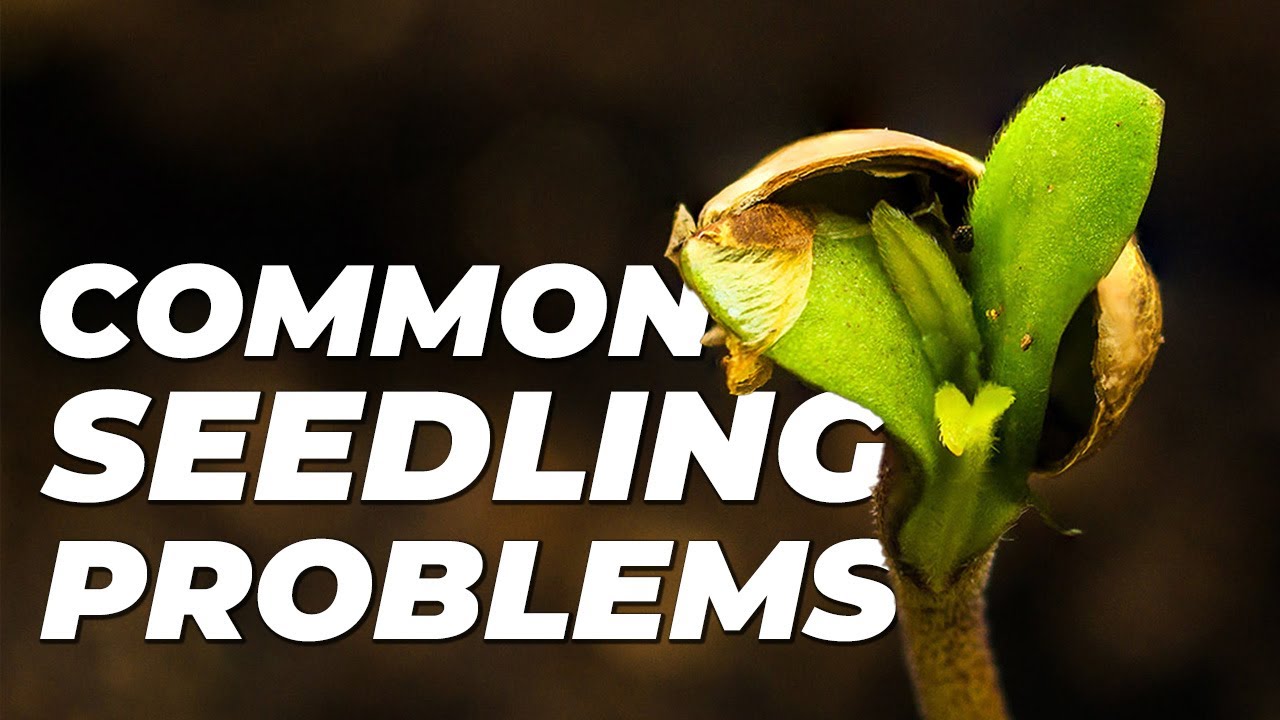 Проблемы с рассадой каннабиса и как их решить | Советы Fast Buds для молодых растений