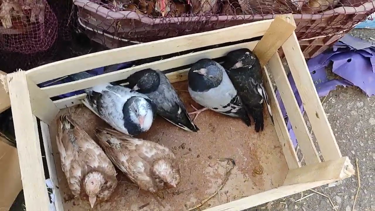 اخر اسعار الطيور بط وفراخ ورمى وارنب وحمام ووز اخواتي المحترمين اشترك في القناه ليصلك كل جديد 