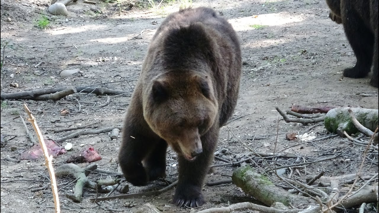 Berenbos Ouwehands Dierenpark 2023