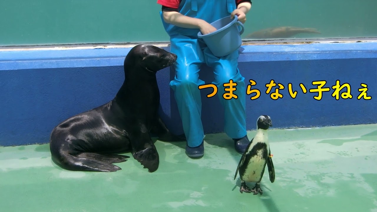 【 アシカ】【ペンギン】アシカ VS ペンギン！？（伊勢シーパラダイス／水族館）