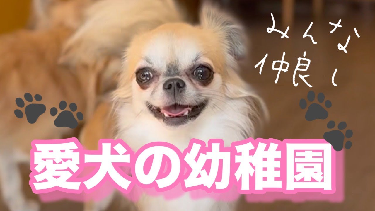 【2025年ラスト！愛犬の幼稚園レポート】今年もたくさんの子達が幼稚園デビューしました🥰