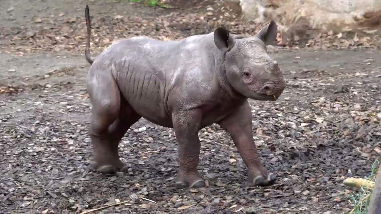 Endangered Rhino Calf Celebrates Birthday