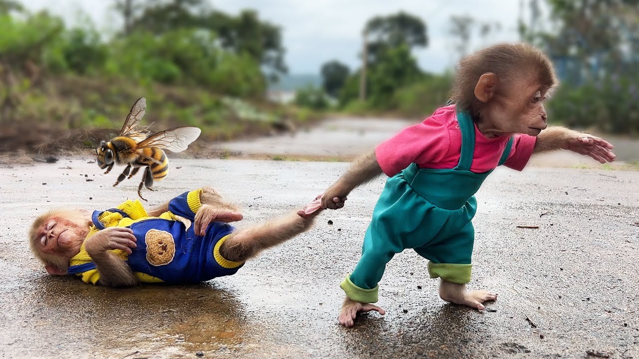 Monkey Bon Loses Moon & Gets Attacked by Angry Bees!