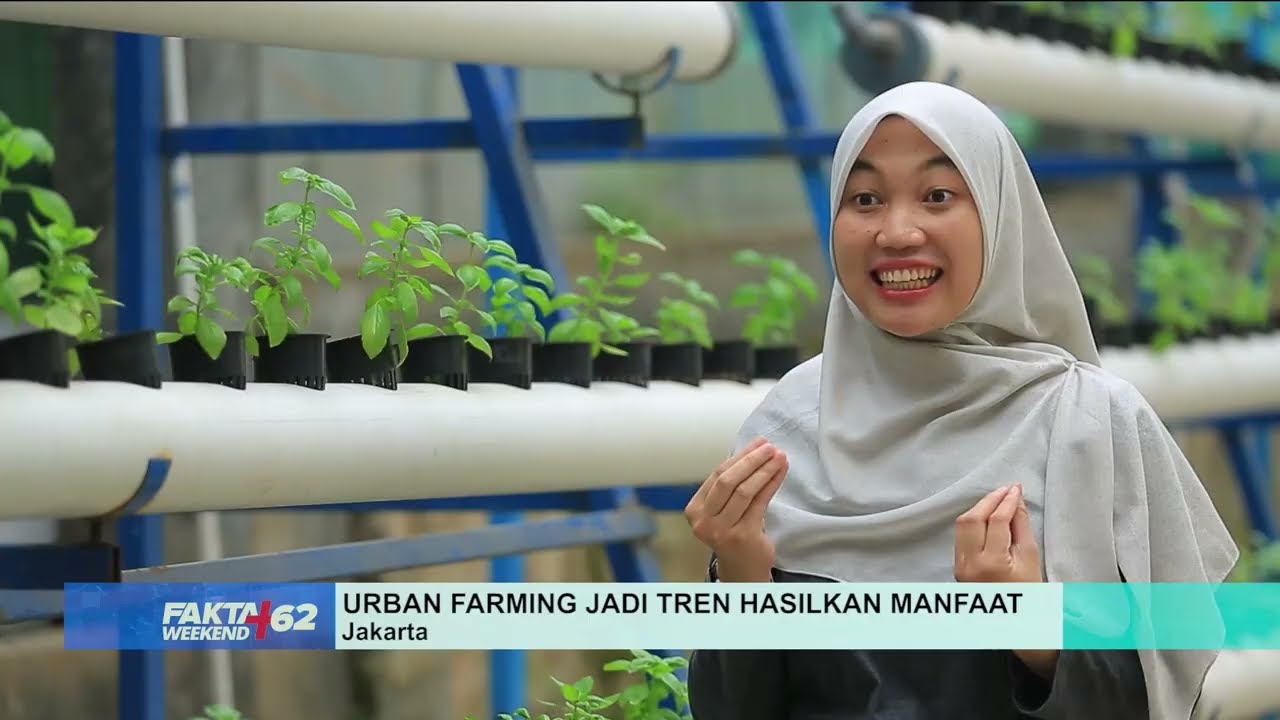 Perkebunan Hidroponik Tertinggi di Indonesia