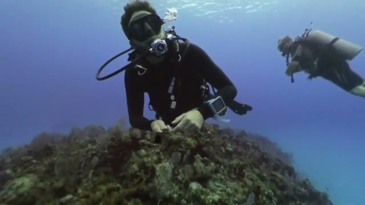 DD6 Grand Cayman Eagle Ray Rock 2