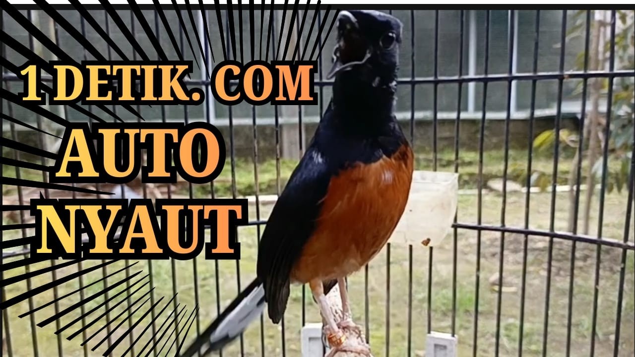 1 DETIK🔥 PANCINGAN MURAI BATU GACOR SANGAT AMPUH MURAI APAPUN LANGSUNG IKUT NYAUT BUNYI  GACOR