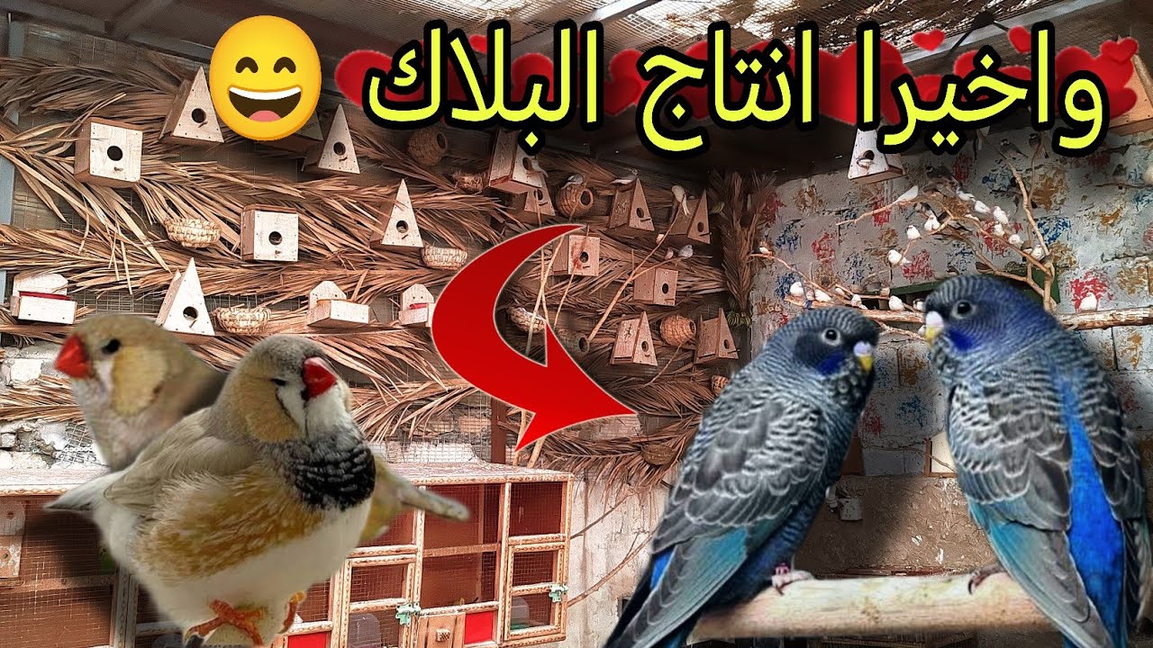 جولة داخل محمية الطيور 🐦 صورتلكم انتاج البادجي البلاك 🥚🐣 #محمية #طيور #قيصر_الحسناوي 