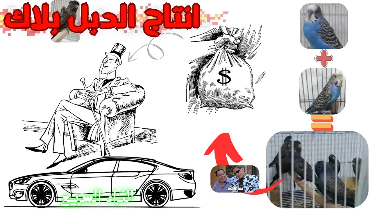 جميع طرق انتاج الدبل بلاك 💸🔥 (اغلي عصفور) بشرح مبسط واحترافي جدا وبمعلومات موثوقة✅