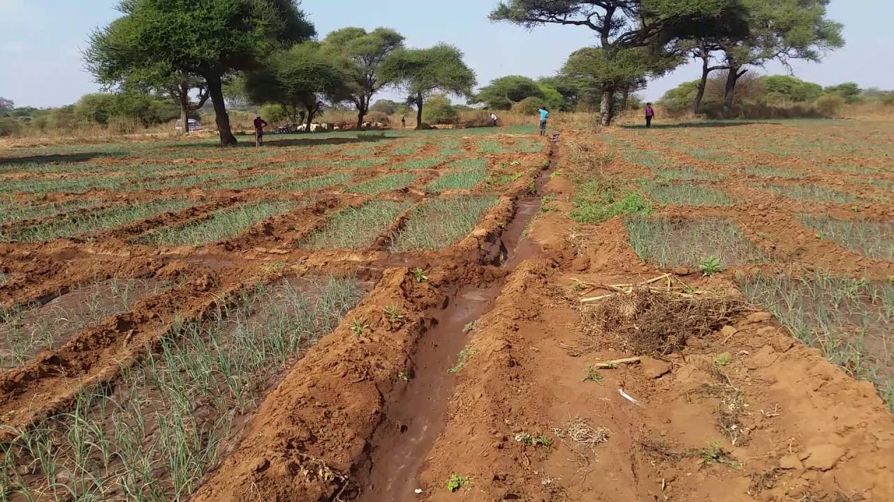 The Onion Farm in Tanzania